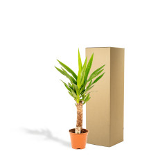 Vda Plant Yucca - 70 cm, Ø14 cm