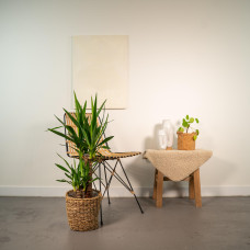 Vda Plant Yucca - 90 cm, Ø17 cm