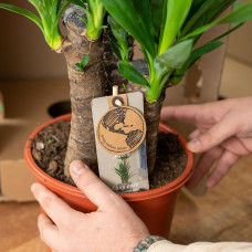 Vda Plant Yucca - 90 cm, Ø17 cm