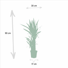 Vda Plant Yucca - 90 cm, Ø17 cm