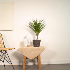Vda Plant Dracaena Marginata - 60 cm, Ø 14 cm