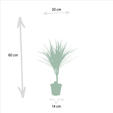 Vda Plant Dracaena Marginata - 60 cm, Ø 14 cm