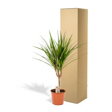 Vda Plant Dracaena Marginata - 60 cm, Ø 14 cm