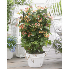 Hoogeveen Lonicera Hybride Celestial - 65 cm, Ø15 cm