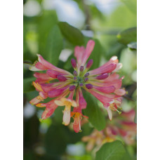 Hoogeveen Lonicera Hybride Celestial - 65 cm, Ø15 cm