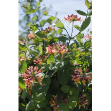 Hoogeveen Lonicera Hybride Celestial - 65 cm, Ø15 cm