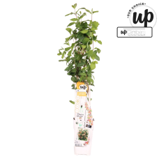 Hoogeveen Lonicera Hybride Celestial - 65 cm, Ø15 cm