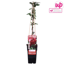 Hoogeveen Lonicera Japonica Red World - 65 cm, Ø15 cm