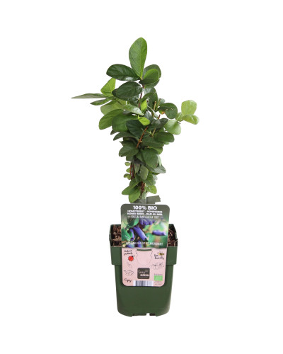 Hoogeveen Lonicera Kamtschatica Duet - 45cm, Ø13 cm