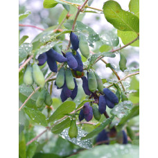 Hoogeveen Lonicera Kamtschatica Duet - 45cm, Ø13 cm