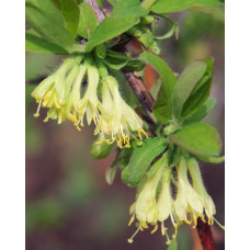 Hoogeveen Lonicera Kamtschatica Duet - 45cm, Ø13 cm