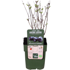 Hoogeveen Lonicera Kamtschatica Duet - 45cm, Ø13 cm