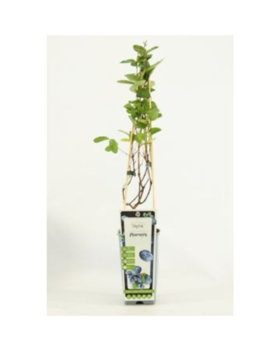 Hoogeveen Lonicera Kamtschatica Duet - 45cm, Ø13 cm