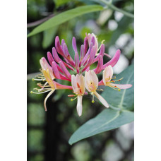 Hoogeveen Lonicera Periclymenum Belgica - 65 cm, Ø15 cm