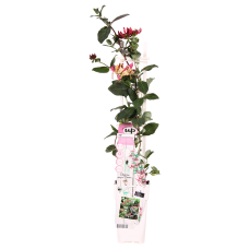 Hoogeveen Lonicera Periclymenum Cap. Imperia' - 65 cm, Ø15 cm