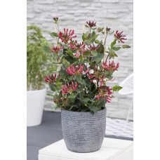Hoogeveen Lonicera Periclymenum Cap. Imperia' - 65 cm, Ø15 cm