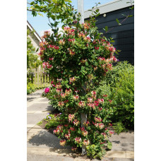 Hoogeveen Lonicera Periclymenum Cap. Imperia' - 65 cm, Ø15 cm