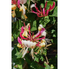 Hoogeveen Lonicera Periclymenum Cap. Imperia' - 65 cm, Ø15 cm