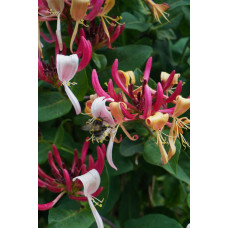 Hoogeveen Lonicera Periclymenum Cap. Imperia' - 65 cm, Ø15 cm