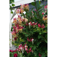 Hoogeveen Lonicera Periclymenum Cap. Imperia' - 65 cm, Ø15 cm