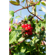 Hoogeveen Lonicera Periclymenum 'Serotina'- 65 cm, Ø 15 cm