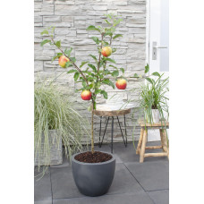 Hoogeveen Malus Domestica 'Elstar' - 100 cm, Ø23 cm