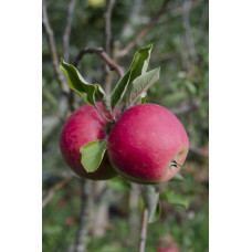 Hoogeveen Malus Domestica 'Elstar' - 100 cm, Ø23 cm