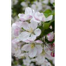 Hoogeveen Malus Domestica 'Elstar' - 100 cm, Ø23 cm