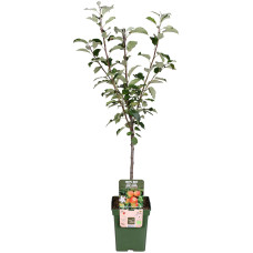 Hoogeveen Malus Domestica 'Elstar' - 100 cm, Ø23 cm