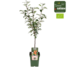 Hoogeveen Malus Domestica 'Elstar' - 100 cm, Ø23 cm