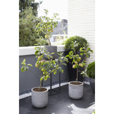 Hoogeveen Malus domestica 'Gala' - 100 cm, Ø23 cm