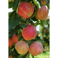 Hoogeveen Malus domestica 'Gala' - 100 cm, Ø23 cm