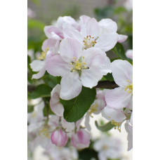 Hoogeveen Malus domestica 'Gala' - 100 cm, Ø23 cm