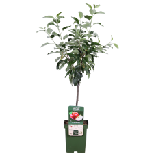 Hoogeveen Malus domestica 'Gala' - 100 cm, Ø23 cm