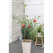 Hoogeveen Malus Domestica 'Jonagold' - 100 cm, Ø23 cm
