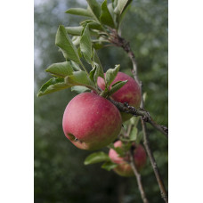 Hoogeveen Malus Domestica 'Jonagold' - 100 cm, Ø23 cm
