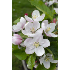 Hoogeveen Malus Domestica 'Jonagold' - 100 cm, Ø23 cm