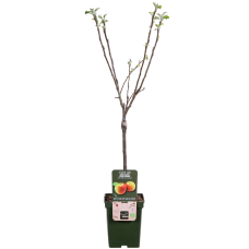 Hoogeveen Malus Domestica 'Jonagold' - 100 cm, Ø23 cm