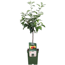 Hoogeveen Malus Domestica 'Jonagold' - 100 cm, Ø23 cm
