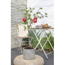 Hoogeveen Malus Domestica 'Rode Boskoop' - 100 cm, Ø23 cm