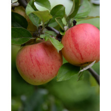 Hoogeveen Malus Domestica 'Rode Boskoop' - 100 cm, Ø23 cm