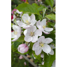 Hoogeveen Malus Domestica 'Rode Boskoop' - 100 cm, Ø23 cm
