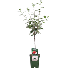 Hoogeveen Malus Domestica 'Rode Boskoop' - 100 cm, Ø23 cm