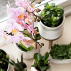 Kolibri Crassula Minor - Ø 9 cm