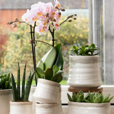 Kolibri Crassula Minor - Ø 9 cm