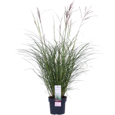 Hoogeveen Miscanthus Sinensis 'Ferner Osten' - 50 cm, Ø19 cm