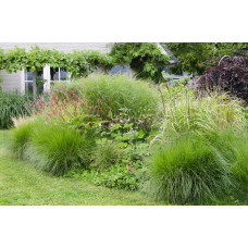 Hoogeveen Miscanthus Sinensis 'Ferner Osten' - 50 cm, Ø19 cm