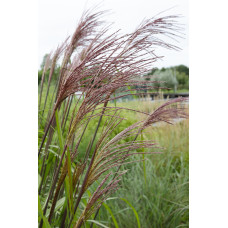Hoogeveen Miscanthus Sinensis 'Ferner Osten' - 50 cm, Ø19 cm