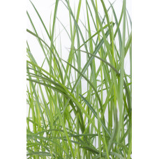 Hoogeveen Miscanthus Sinensis 'Ferner Osten' - 50 cm, Ø19 cm