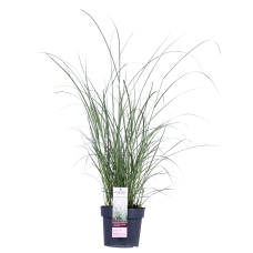 Hoogeveen Miscanthus Sinensis 'Ferner Osten' - 50 cm, Ø19 cm